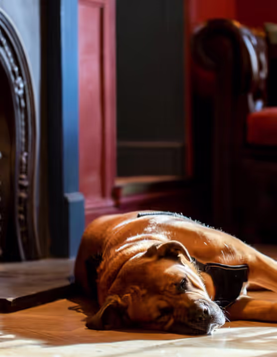 dog lying on the floor in front of a fireplace