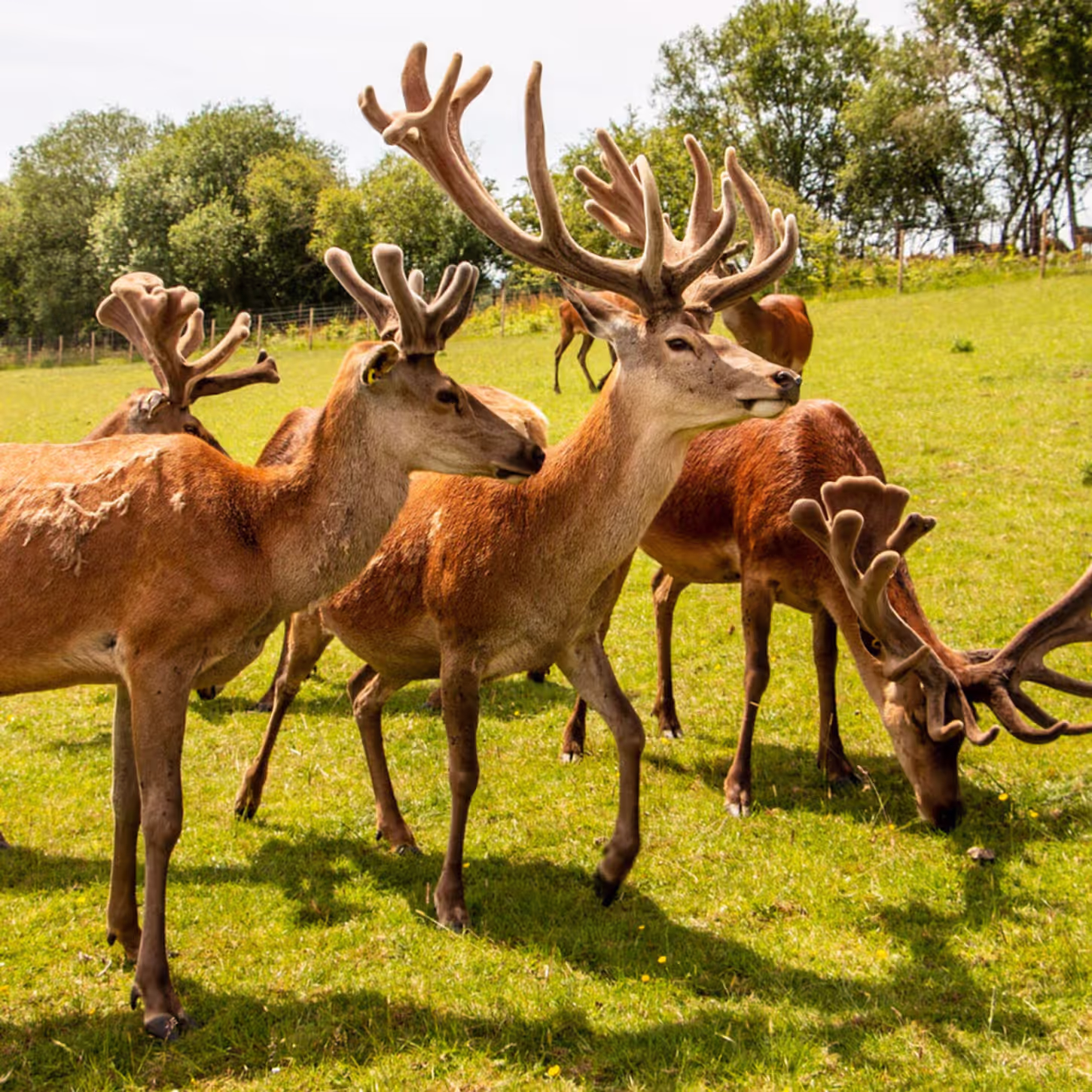 herd of red deer grazing in a field