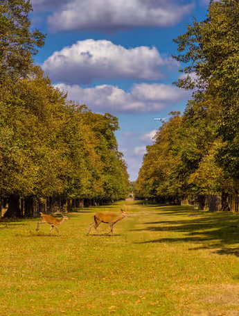 two deer graze in a sunlit park avenue