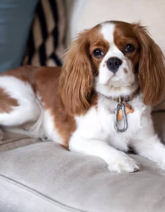 Cavalier King Charles Spaniel dog relaxing on sofa
