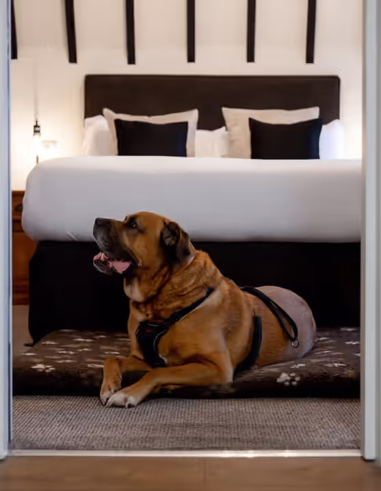 brown dog relaxing on dog bed in hotel room