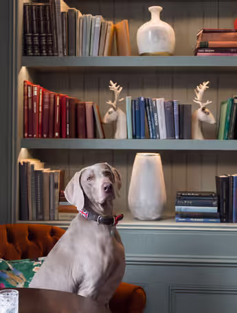 Greyhound dog sits in a cozy pub corner with a bookshelf