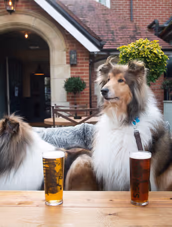 two Collies sit at a pub table with pints of Young's beer