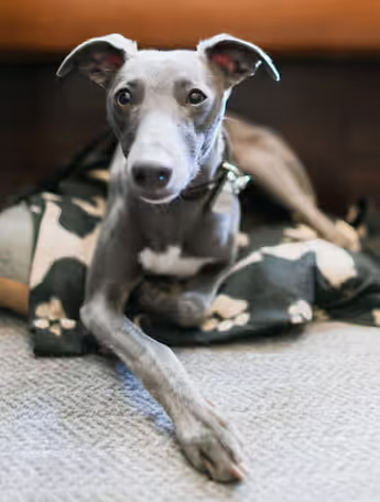 Greyhound dog resting on a pillow and dog blanket