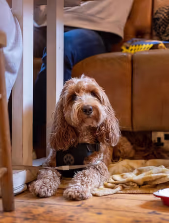 Brown Cockapoo sitting under a table