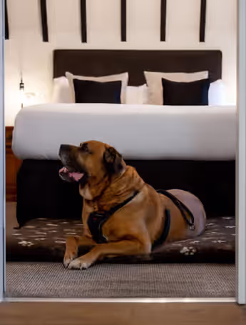 brown dog relaxing on dog bed in hotel room