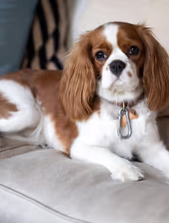 Cavalier King Charles Spaniel dog relaxing on sofa