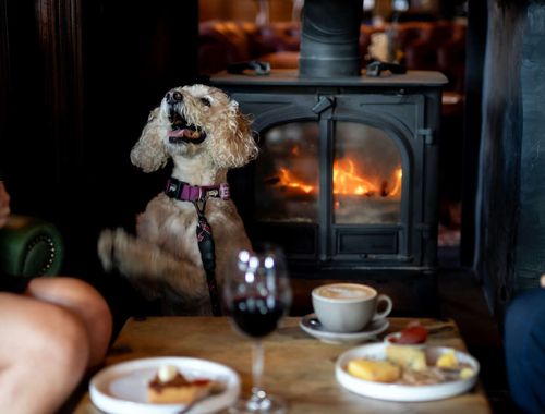 Dog at the pub by the fireplace
